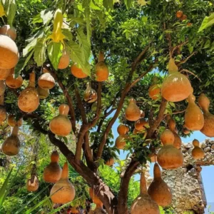 Alanya Jeep Safari Tour (8)