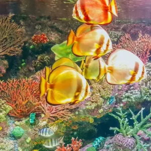 antalya aquarium tour (16)