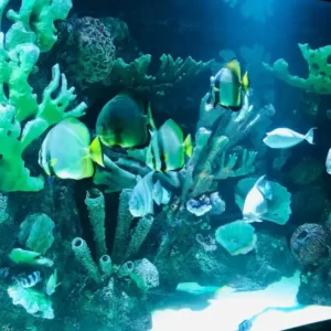 antalya aquarium tour (18)