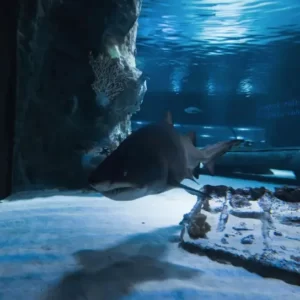 antalya aquarium tour (2)