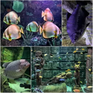 antalya aquarium tour (22)