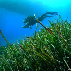 diving in alanya (6)