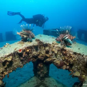 diving in alanya (7)