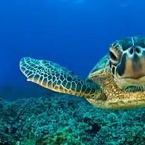 diving in kemer(6)