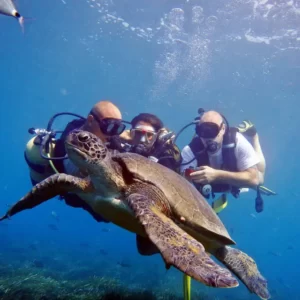 diving in side (5)