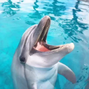 dolphin show tour (3)