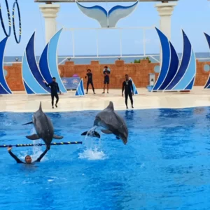 dolphin show tour (4)