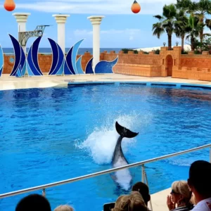 dolphin show tour (5)