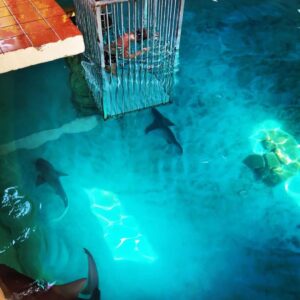 sealanya waterpark and dolphin show tour (4)