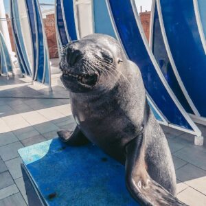 sealanya waterpark and dolphin show tour (5)