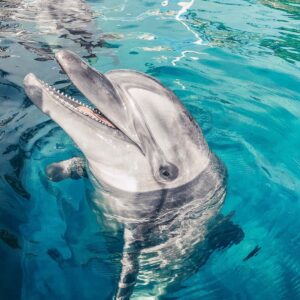 sealanya waterpark and dolphin show tour (6)