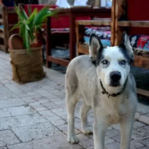 side and manavgat tour (15)