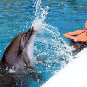 swimming with dolphins (2)