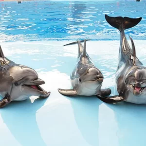 swimming with dolphins (4)